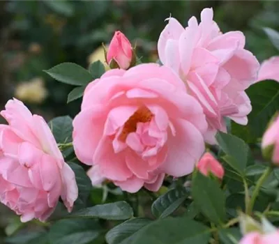 Rosa (Strauchrose) 'Astrid Lindgren'®