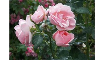 Rosa (Strauchrose) 'Astrid Lindgren'®