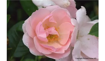 Rosa (Strauchrose) 'Astrid Lindgren'®