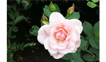 Rosa (Strauchrose) 'Astrid Lindgren'®