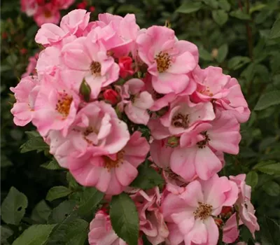 Rosa (Strauchrose) 'Bipontina 650'®