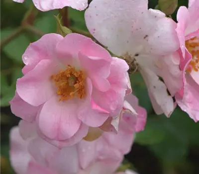 Rosa (Strauchrose) 'Bipontina 650'®