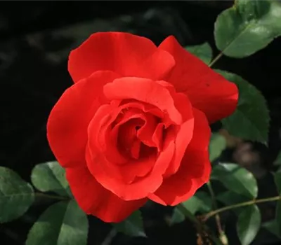 Rosa (Strauchrose) 'Bischofsstadt Paderborn'