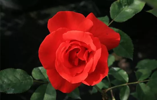 Rosa (Strauchrose) 'Bischofsstadt Paderborn'