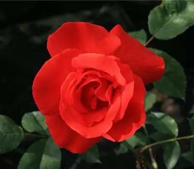 Rosa (Strauchrose) 'Bischofsstadt Paderborn'