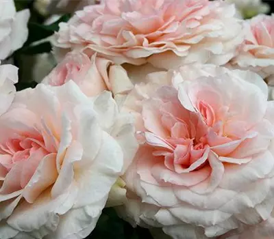 Rosa (Strauchrose) 'Bremer Stadtmusikanten'
