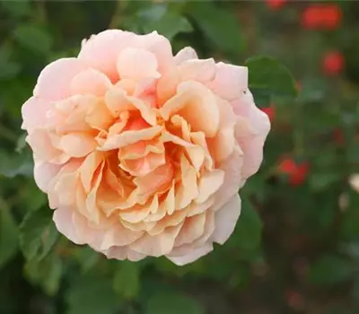 Rosa (Strauchrose) 'Caramella'®