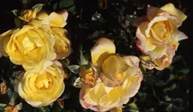 Rosa (Strauchrose) 'Chinatown'