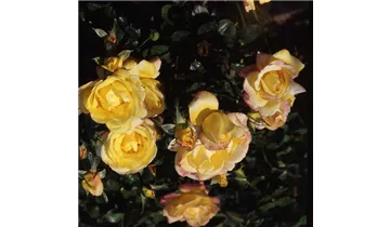 Rosa (Strauchrose) 'Chinatown'