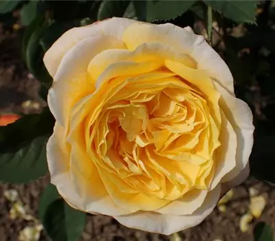 Rosa (Strauchrose) 'Chinatown'
