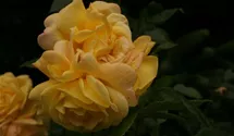 Rosa (Strauchrose) 'Chinatown'
