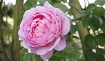 Rosa (Strauchrose) 'Constance Spry'