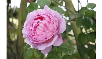 Rosa (Strauchrose) 'Constance Spry'
