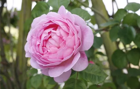 Rosa (Strauchrose) 'Constance Spry'