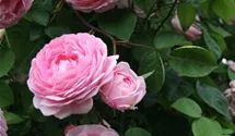 Rosa (Strauchrose) 'Constance Spry'