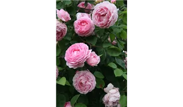 Rosa (Strauchrose) 'Constance Spry'