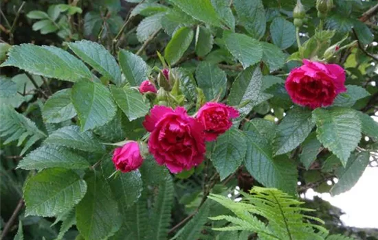 Rosa (Strauchrose) 'F. J. Grootendorst'