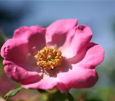 Rosa (Strauchrose) 'Fenja'