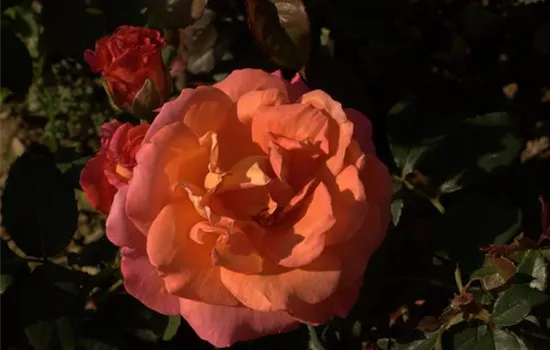 Rosa (Strauchrose) 'Freisinger Morgenröte'