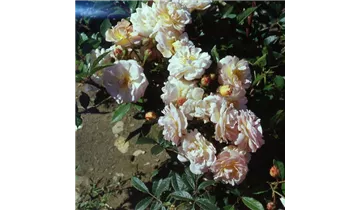 Rosa (Strauchrose) 'Ghislaine de Féligonde'