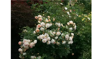 Rosa (Strauchrose) 'Ghislaine de Féligonde'