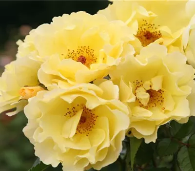Rosa (Strauchrose) 'Goldspatz'