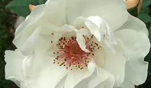 Rosa (Strauchrose) 'Jacqueline du Pré'