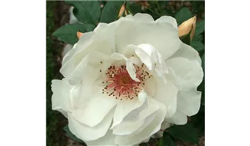 Rosa (Strauchrose) 'Jacqueline du Pré'