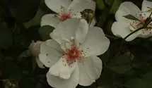 Rosa (Strauchrose) 'Jacqueline du Pré'