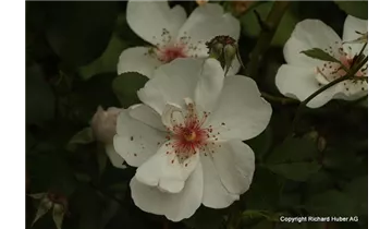 Rosa (Strauchrose) 'Jacqueline du Pré'