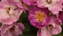 Rosa (Strauchrose) 'Lavender Dream'®