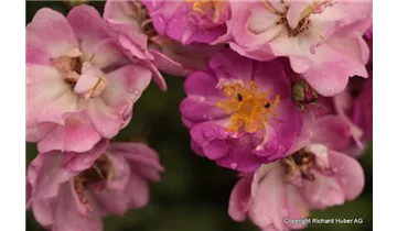 Rosa (Strauchrose) 'Lavender Dream'®
