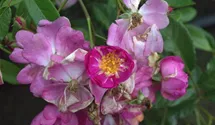 Rosa (Strauchrose) 'Lavender Dream'®