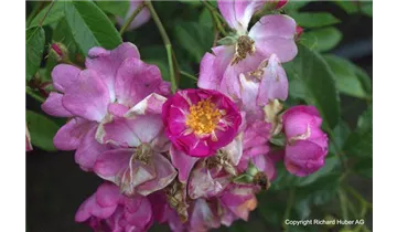 Rosa (Strauchrose) 'Lavender Dream'®