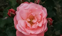 Rosa (Strauchrose) 'Mein schöner Garten'®