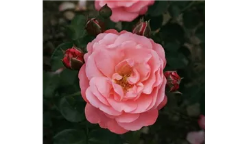 Rosa (Strauchrose) 'Mein schöner Garten'®