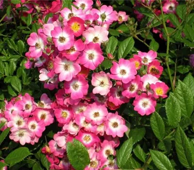 Rosa (Strauchrose) 'Mozart'