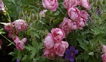 Rosa (Strauchrose) 'Raubritter'