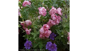 Rosa (Strauchrose) 'Raubritter'