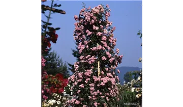Rosa (Strauchrose) 'Raubritter'