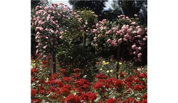 Rosa (Strauchrose) 'Raubritter'