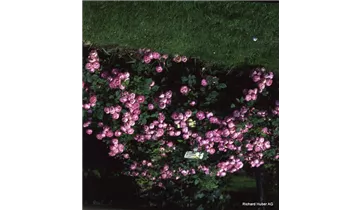Rosa (Strauchrose) 'Raubritter'