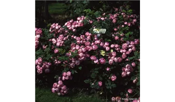 Rosa (Strauchrose) 'Raubritter'