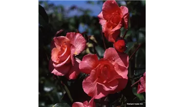 Rosa (Strauchrose) 'Rosenresli'®