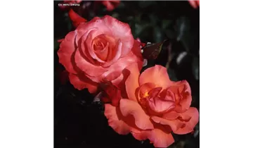 Rosa (Strauchrose) 'Rosenresli'®