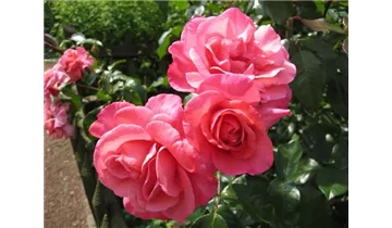 Rosa (Strauchrose) 'Rosenresli'®