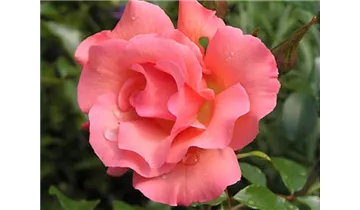 Rosa (Strauchrose) 'Rosenresli'®