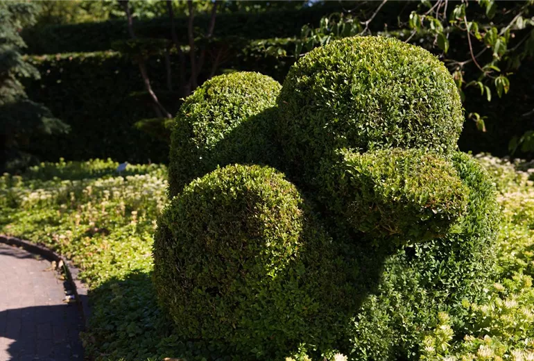 Buxus sempervirens var. arborescens