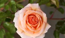 Rosa (Strauchrose) 'Sophie Deville' orange