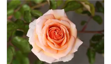 Rosa (Strauchrose) 'Sophie Deville' orange